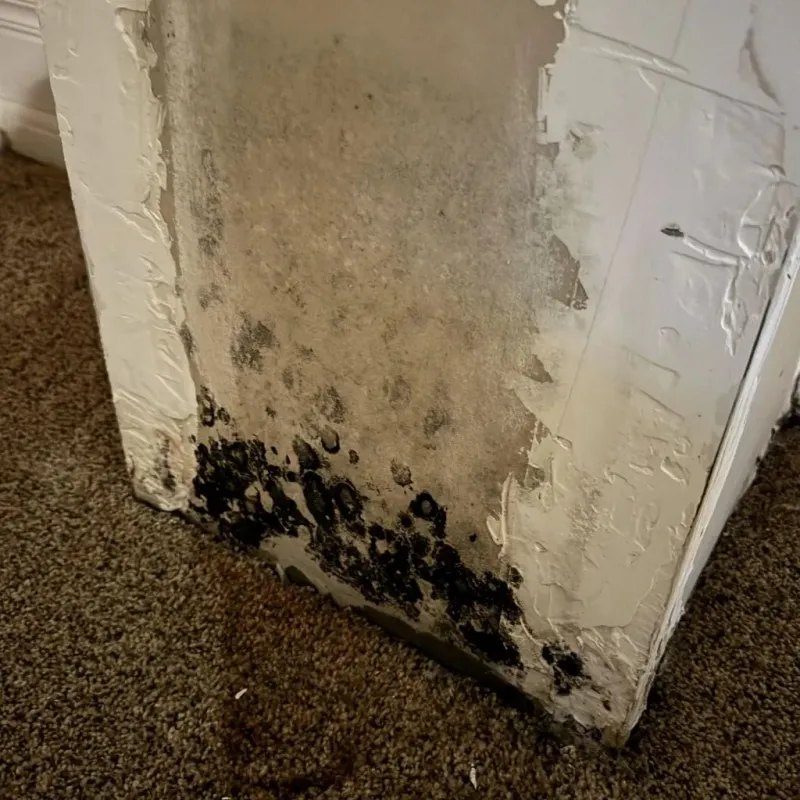 Professional Mold Removal in Ouray, CO
